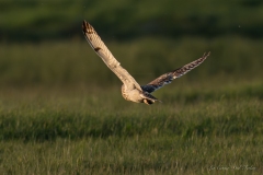 Hibou des marais