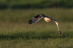 Hibou des marais