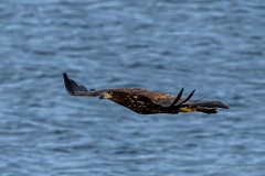 Aigle marin