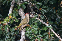 Pic vert (Picus viridis)
