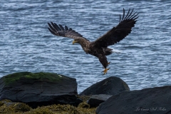 Aigle marin