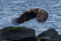 Aigle marin