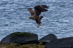 Aigle marin