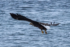 Aigle marin