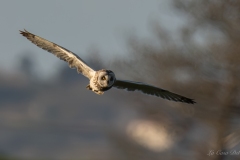 Hibou des marais