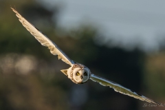Hibou des marais