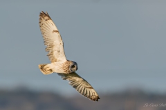 Hibou des marais