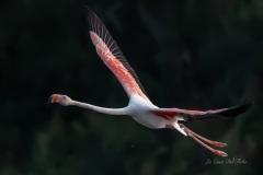 Flamant rose