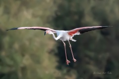 Flamant rose