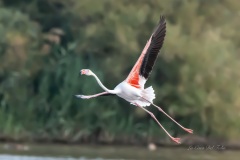 Flamant rose