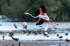 Flamant rose