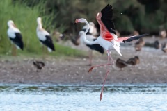 Flamant rose
