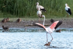 Flamant rose