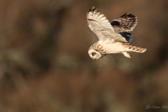 Hibou des marais