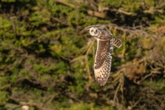 Hibou des marais