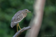 Jeune bihoreau gris (Nycticorax nycticorax) perché sur une branche à Nantes