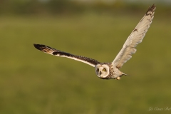 Hibou des marais