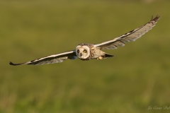 Hibou des marais