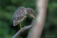 Jeune bihoreau gris (Nycticorax nycticorax) perché sur une branche à Nantes