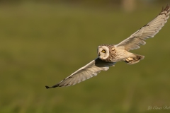 Hibou des marais