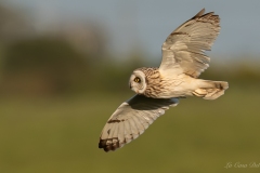 Hibou des marais
