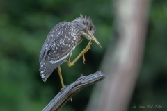 eune bihoreau gris (Nycticorax nycticorax) perché sur une branche à Nantes