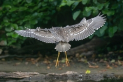 Jeune bihoreau gris (Nycticorax nycticorax) perché sur une branche à Nantes