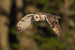Hibou des marais
