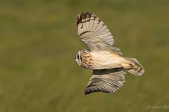 Hibou des marais
