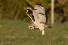Hibou des marais