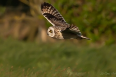 Hibou des marais
