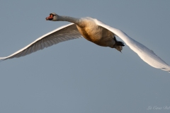 Cygne tuberculé en plein vol ailes déployées en Brenne