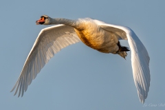 Cygne tuberculé en vol dans le Parc naturel régional de la Brenne