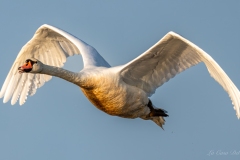 Cygne tuberculé photographié en vol dans le ciel de la Brenne