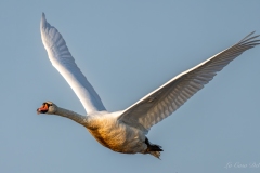 Cygne tuberculé ailes déployées dans le Parc de la Brenne