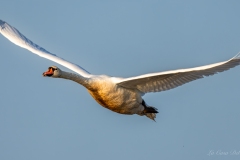 Cygne tuberculé en vol sous la lumière dorée en Brenne