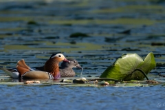 Canard mandarin
