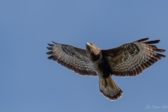 Buse variable