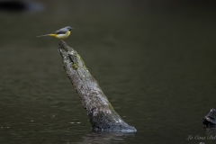 Bergeronnette des ruisseaux