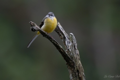 Bergeronnette des ruisseaux