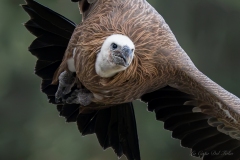 Vautour fauve en vol – Pyrénées