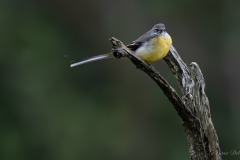 Bergeronnette des ruisseaux