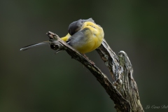 Bergeronnette des ruisseaux