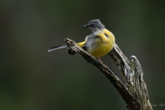 Bergeronnette des ruisseaux