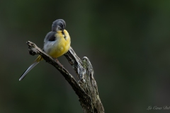 Bergeronnette des ruisseaux