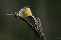 Bergeronnette des ruisseaux