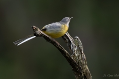 Bergeronnette des ruisseaux