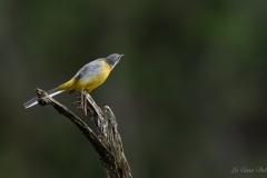 Bergeronnette des ruisseaux