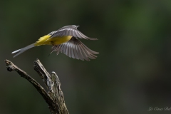 Bergeronnette des ruisseaux