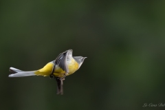 Bergeronnette des ruisseaux